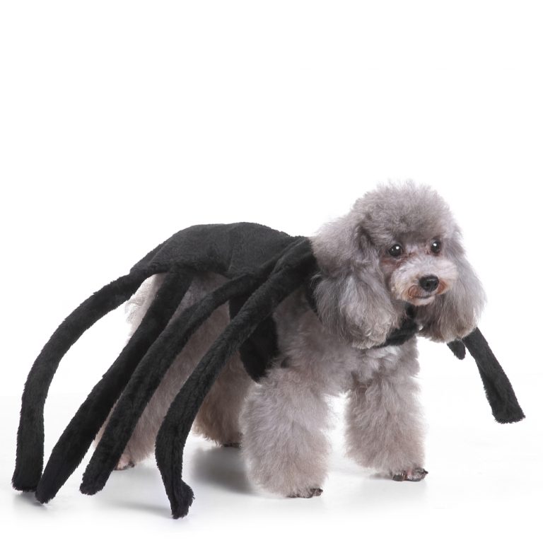 Edderkopp hundekostyme